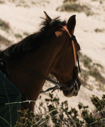 Horse Riding